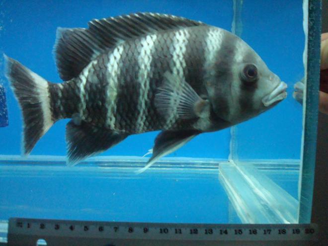freshwater fish - tilapia buttikoferi - zebra tilapia stocking in 138 gallons tank - my 20 cm Zebra . (Tilapia buttikoferi)