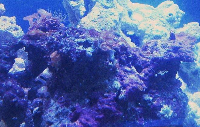 corals inverts - zoanthus sp. - colony polyp stocking in 30 gallons tank - A small colony of Orange Zoo's. Sorry for the bad angle and color, still experimenting with new camera.