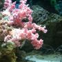 corals inverts - dendronephthya sp. - carnation tree coral stocking in 150 gallons tank - ..