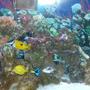 fish tank picture - ..
