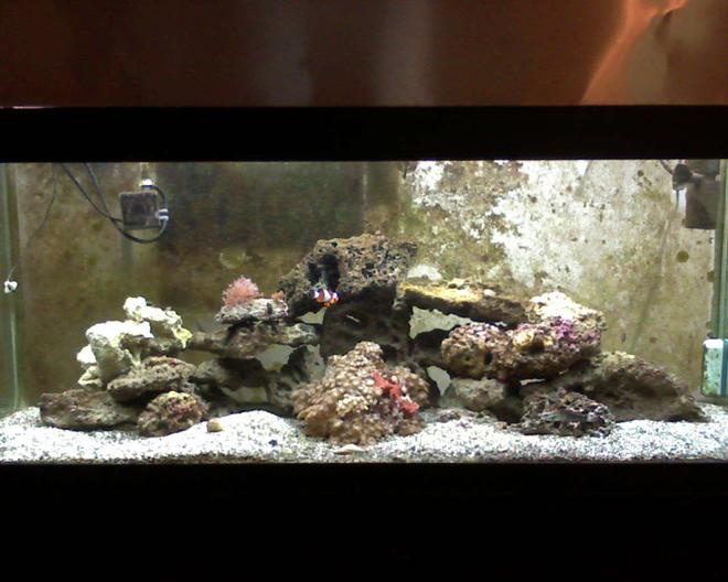 75 gallons saltwater fish tank (mostly fish, little/no live coral) - New to the game. A 75 g