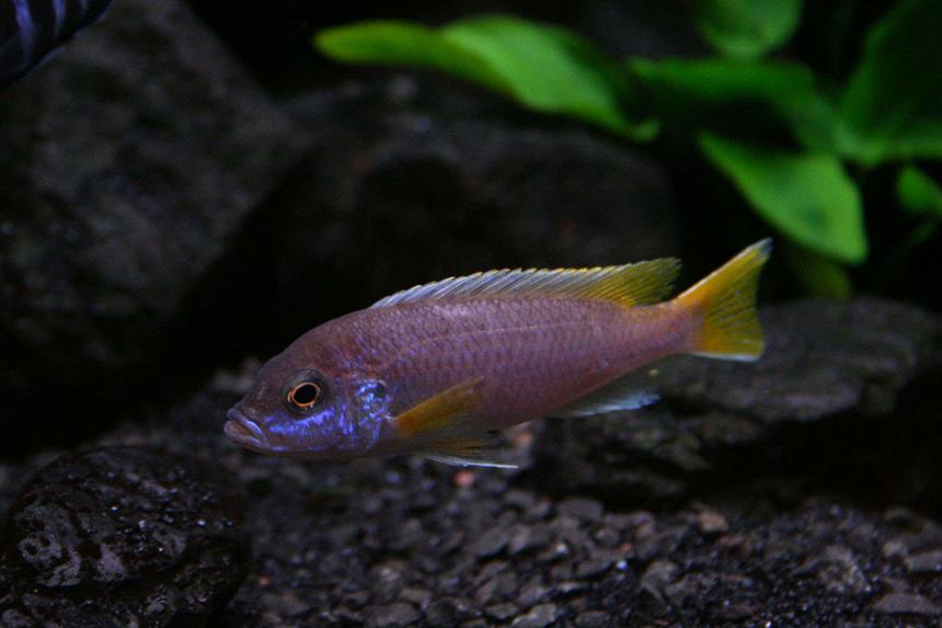 Rated #63: Freshwater Fish - Pseudotropheus Acei - Acei Cichlid Stocking In 58 Gallons Tank - One of my purple Pseudotropheus sp. "Acei"