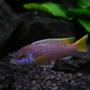freshwater fish - pseudotropheus acei - acei cichlid stocking in 58 gallons tank - One of my purple Pseudotropheus sp. "Acei"