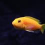 freshwater fish - labidochromis caeruleus - electric yellow cichlid stocking in 58 gallons tank - Brooding Labidochromis caeruleus-female