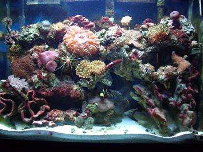 37 gallons reef tank (mostly live coral and fish) - 37 gallon up for allmost 4 years now