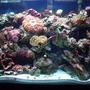 37 gallons reef tank (mostly live coral and fish) - 37 gallon up for allmost 4 years now