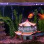 55 gallons freshwater fish tank (mostly fish and non-living decorations) - ASIAN
