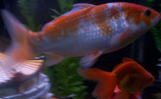 freshwater fish - carassius auratus - fantail goldfish stocking in 55 gallons tank - GOLDIE & coy