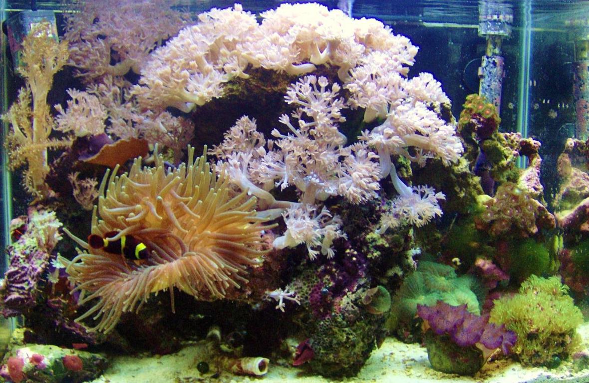 20 gallons reef tank (mostly live coral and fish) - full view