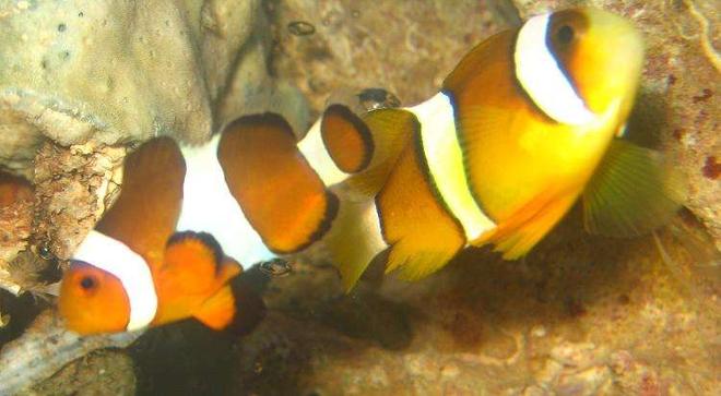 saltwater fish - amphiprion percula - percula clownfish stocking in 4 gallons tank - Percula Clownfish (Amphiprion Percula)
& Maroon Clownfish (Premnas Biaculeatus)