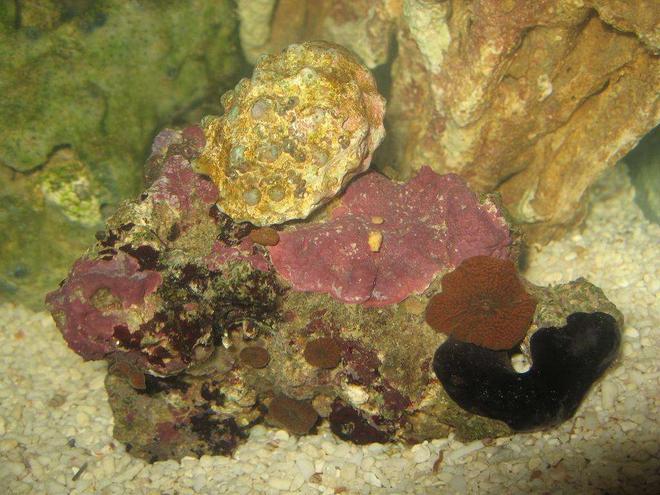 corals inverts - actinodiscus sp. - red mushroom stocking in 4 gallons tank - Hermit crab on mushroom