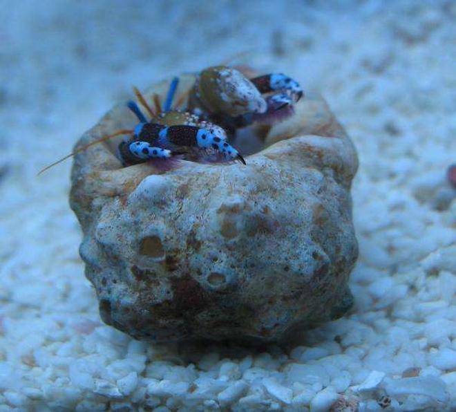 corals inverts - clibanarius tricolor - dwarf blue leg hermit crab stocking in 4 gallons tank - Blue-legged Hermit Crab (Clibanarius Tricolor)