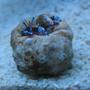 corals inverts - clibanarius tricolor - dwarf blue leg hermit crab stocking in 4 gallons tank - Blue-legged Hermit Crab (Clibanarius Tricolor)