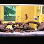 150 gallons saltwater fish tank (mostly fish, little/no live coral) - 4 Months Earlier: Saltwater Fish Tank with Coral Rock: 1 x Batfish, 4 x Clown Fish, 2 x Blue Damsel, 1 x Moon Wrasse, 1 x Tear Drop Butterfly, 1x MaroonClown Fish, 1x Heniochus Butterfly, 1 x Blue Hippo Tang, 1 x Lemon Damsel, 1 x Red Coris Wrasse, 1 x Copper Banded Butterfly, Yellow Belly Damsel