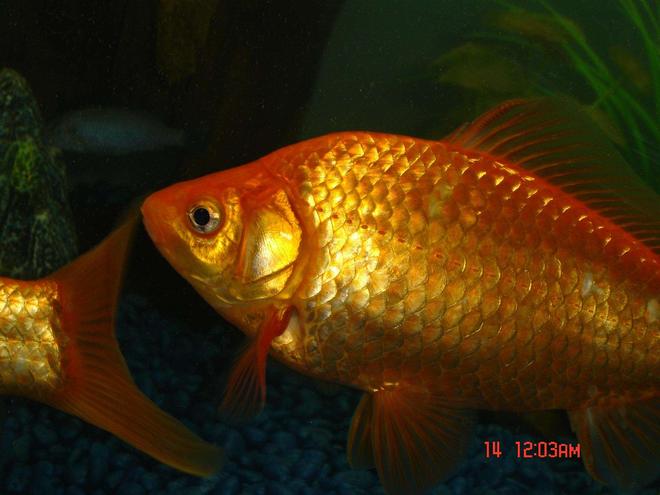 freshwater fish - carassius auratus - goldfish stocking in 10 gallons tank - My wonderful common goldfish. I have them in a 75 Gallon with four dojo loaches. To regular dojos and 2 gold. The goldfish are about 3 years old. Once on the fourth of July the power went out here and it was over 100 dg according to the thermometer on the goldfish tank because the air conditioner was not working. So I got a straw and blew bubbles till I passed out in my room from 12-3 am and constantly got big bags of what ice was left over in the freezer and put them in the tank to do my best to save the goldfish. After the first day and night I went to buy a battery operated air pump and the rest survived. I lost 7 fish to that black out and 2 goldfish. These are the remaining two. And now they are nice happy and big! thanks