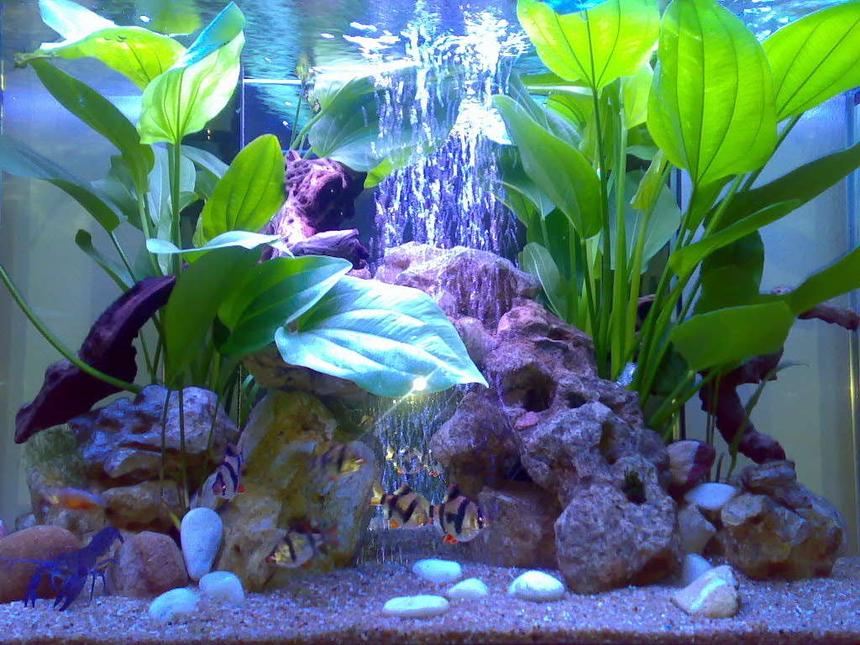 Rated #119: 53 Gallons Planted Tank - My lobster tank