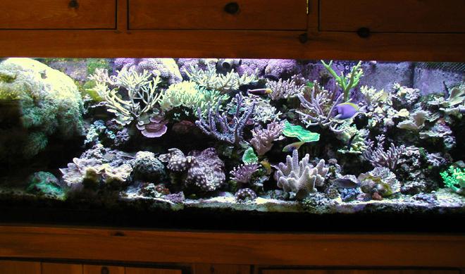 125 gallons reef tank (mostly live coral and fish) - Full frontal