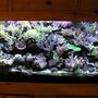 125 gallons reef tank (mostly live coral and fish) - Full frontal