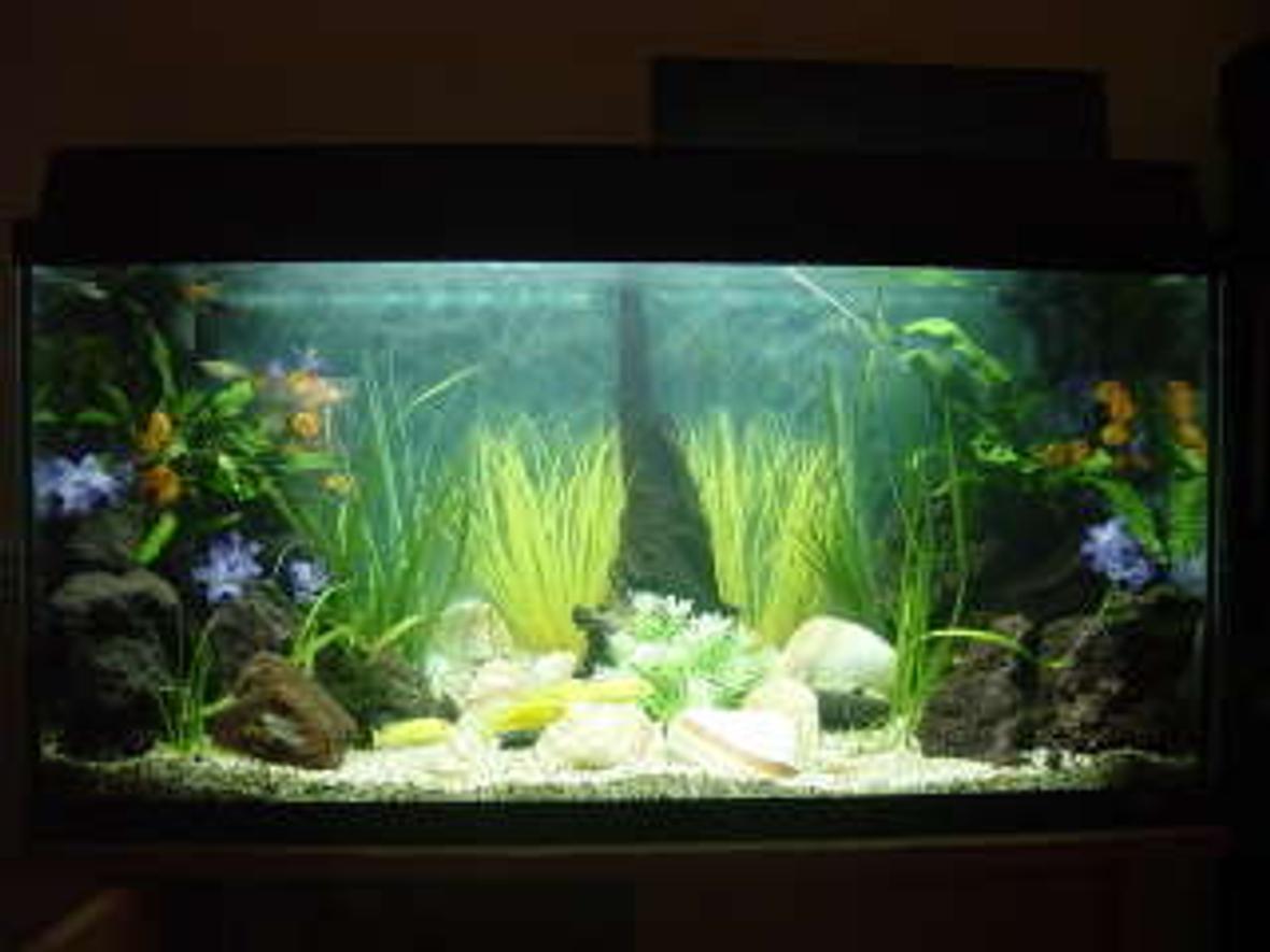 25 gallons freshwater fish tank (mostly fish and non-living decorations) - juwel rekord 96