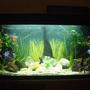 25 gallons freshwater fish tank (mostly fish and non-living decorations) - juwel rekord 96