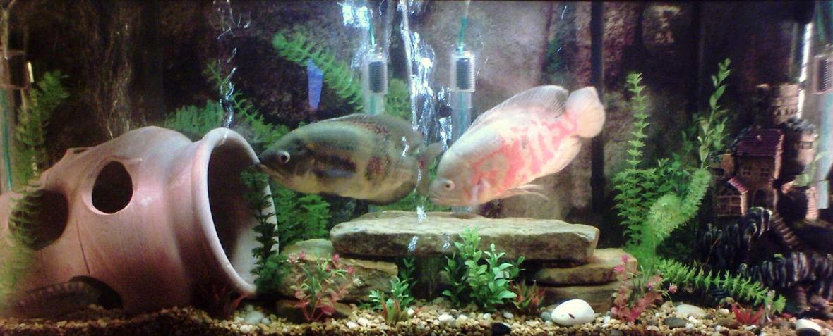 55 gallons freshwater fish tank (mostly fish and non-living decorations) - better picture