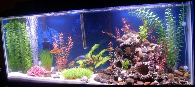 55 gallons freshwater fish tank (mostly fish and non-living decorations) - 55 Gallon Lake Malawi tank. I built the rock structure out of PVC pipe, rock, aquarium silicone, hot glue, gravel and plants. There is rock and gravel surrounding the structure, fading into white sand on the other side of the tank. The population consists of 1 Large male ice blue zebra, 3 females, 5 female bumblebee cichlid (we have a large male on his way in two weeks). There are also 2 upsidedown catfish, 3 various colored cory cats, 2 plecostemous, a chocolate, and a sailfinned marbled (one will go into the next tank, I got a great bargain on the chocolate recently), and two red clawed crabs.