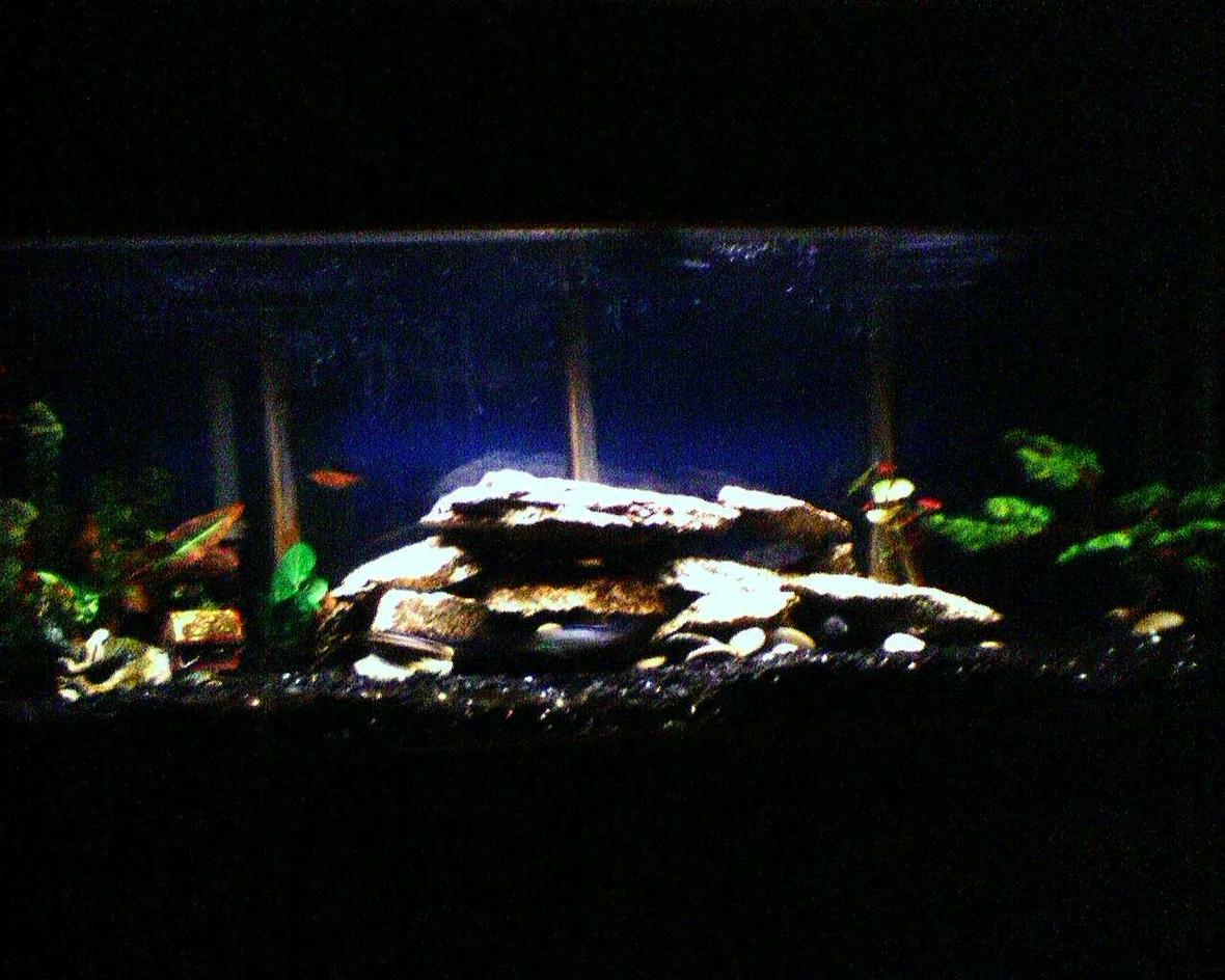 55 gallons freshwater fish tank (mostly fish and non-living decorations) - There's nothing better than smokin a bowl and getting lost in their aquatic world
