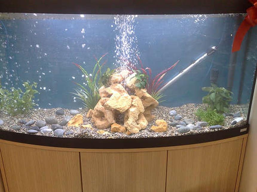 Rated #301: 68 Gallons Freshwater Fish Tank - vicenza 260 tank with bubles what you think? rate me please