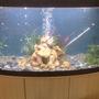 68 gallons freshwater fish tank (mostly fish and non-living decorations) - vicenza 260 tank with bubles what you think? rate me please