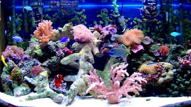 46 gallons reef tank (mostly live coral and fish) - 46 bow reef tank
