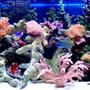 46 gallons reef tank (mostly live coral and fish) - 46 bow reef tank