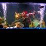 55 gallons freshwater fish tank (mostly fish and non-living decorations) - 55 gallon, tempature set at 78 degrees. 2 airstones, fresh clam shells.