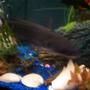 55 gallons freshwater fish tank (mostly fish and non-living decorations) - 12 inch blue channel cat