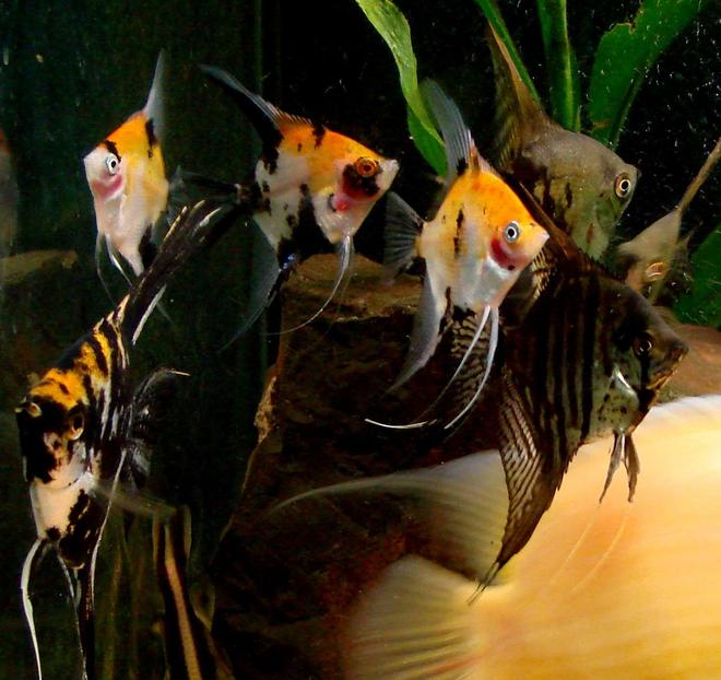 freshwater fish - pterophyllum sp. - koi angel stocking in 200 gallons tank - My herd of angelfish wait for their breakfast