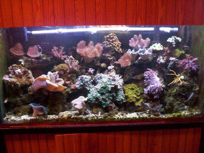 95 gallons reef tank (mostly live coral and fish) - Rude's REEF