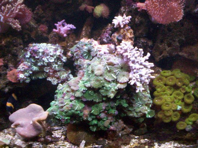 corals inverts - caulastrea furcata - candy cane coral stocking in 95 gallons tank - Love This Rock!!!