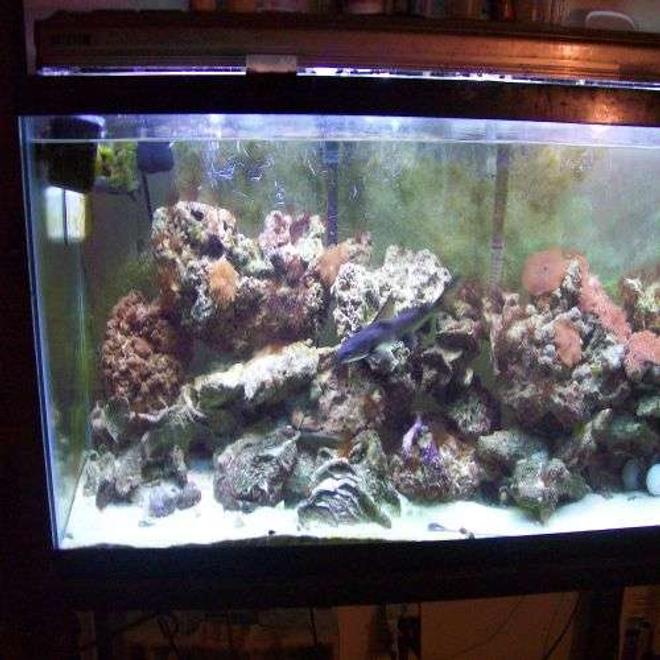 55 gallons reef tank (mostly live coral and fish) - picture of one of my fish an live corals