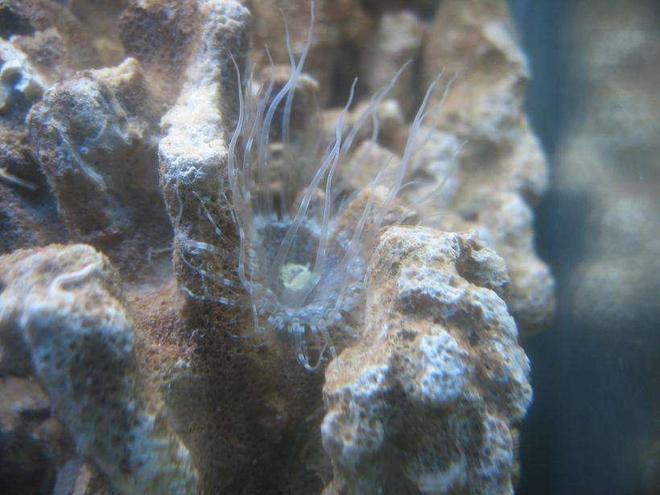 corals inverts - duncanopsammia axifuga - giant green polyp duncan stocking in 4 gallons tank - Unidentified coral. Maybe someone here could tell me what is this : )