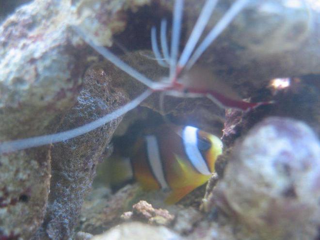 corals inverts - lysmata amboinensis - scarlet skunk cleaner shrimp stocking in 4 gallons tank - Maroon Clownfish vs Cleaner Shrimp
