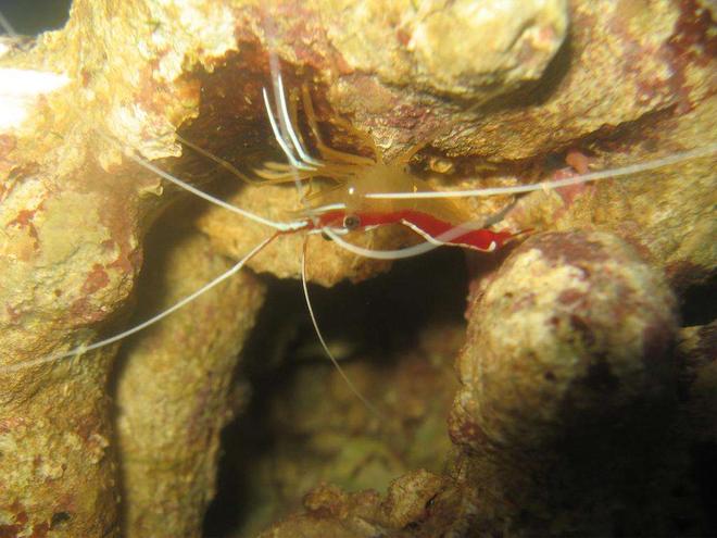 corals inverts - lysmata amboinensis - scarlet skunk cleaner shrimp stocking in 4 gallons tank - Cleaner Shrimp