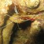corals inverts - lysmata amboinensis - scarlet skunk cleaner shrimp stocking in 4 gallons tank - Cleaner Shrimp