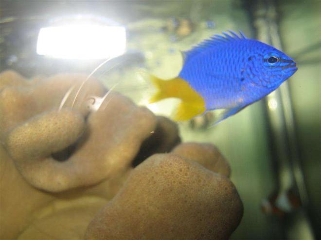 saltwater fish - chrysiptera parasema - yellowtail damselfish stocking in 4 gallons tank - Yellow Tailed Damsel