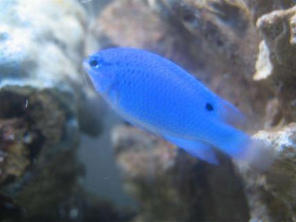 saltwater fish - chrysiptera cyanea - blue damselfish stocking in 4 gallons tank - Blue Devil