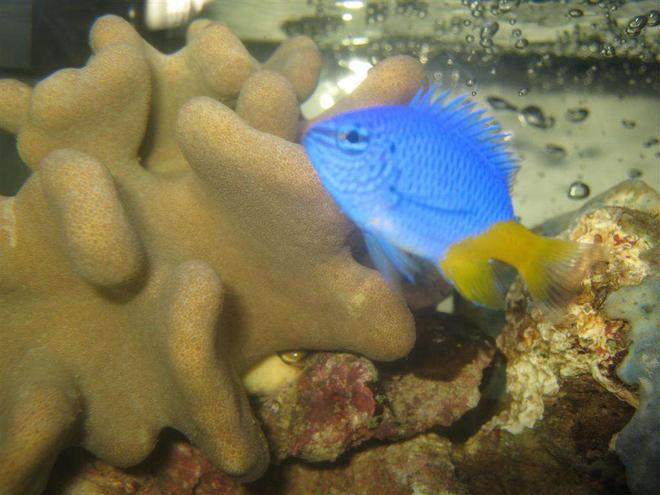 saltwater fish - chrysiptera parasema - yellowtail damselfish stocking in 4 gallons tank - Yellow Tailed Damsel