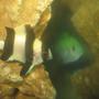 saltwater fish - dascyllus aruanus - three stripe damselfish stocking in 4 gallons tank - Three Striped Damsel vs Blue Green Chromis