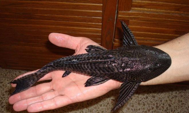 freshwater fish - hypostomus plecostomus - common pleco stocking in 138 gallons tank - my 30 cm (12") common pleco