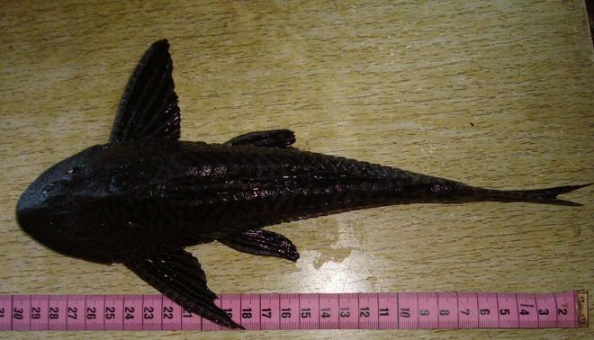 freshwater fish - hypostomus plecostomus - common pleco stocking in 138 gallons tank - my 30 cm (12") common pleco