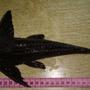 freshwater fish - hypostomus plecostomus - common pleco stocking in 138 gallons tank - my 30 cm (12") common pleco