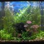 30 gallons planted tank (mostly live plants and fish) - 30 gallon, community, planted tank