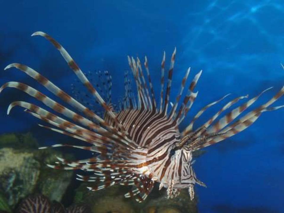 saltwater fish - pterois volitans - volitan lionfish stocking in 75 gallons tank - The Darkness